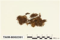 藏品(叢苔科)的圖片